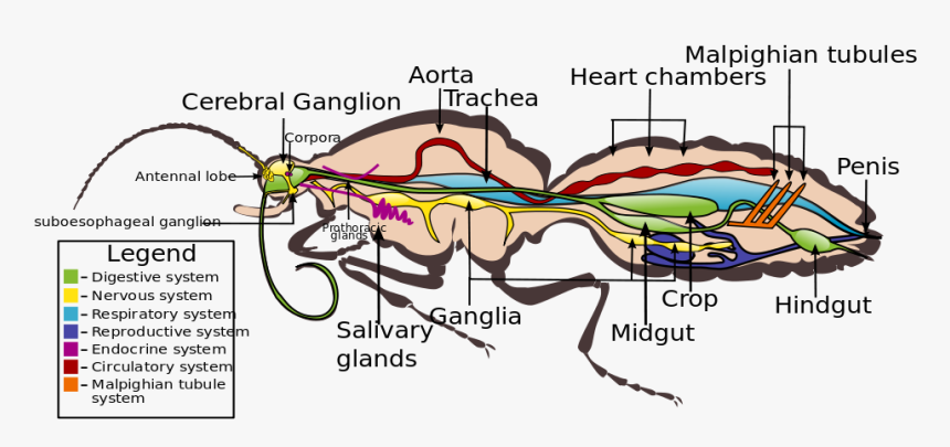 Butterflies Swarm Png, Transparent Png