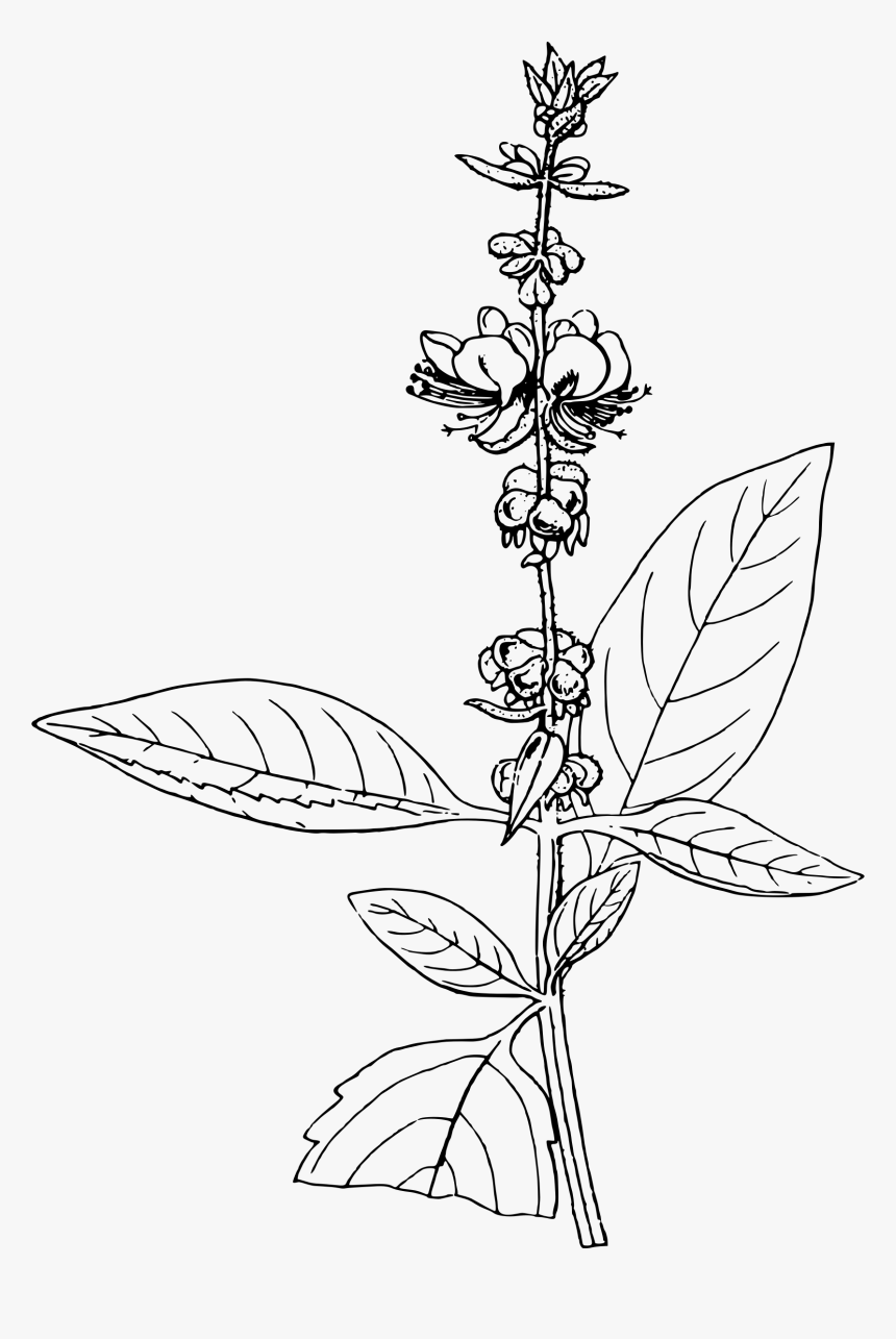 Basil Drawing At Getdrawings, HD Png Download