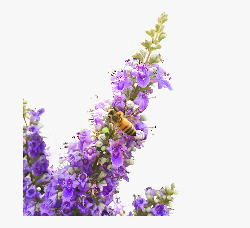 Chaste Berry Tincture 
 Class Lazyload Lazyload Fade, HD Png Download