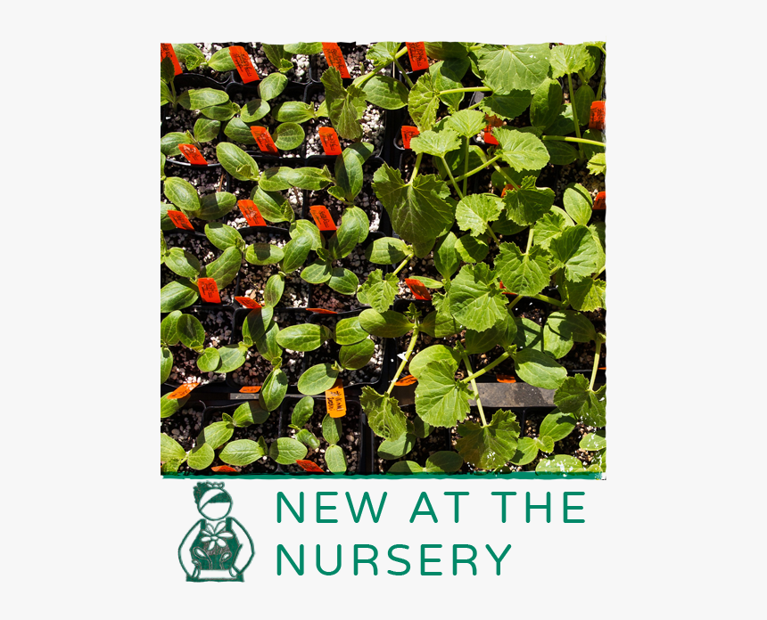 Artichokes, Leafy Greens, Lots Of Herbs And So Much, HD Png Download