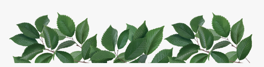 Tulsi Tree Png, Transparent Png