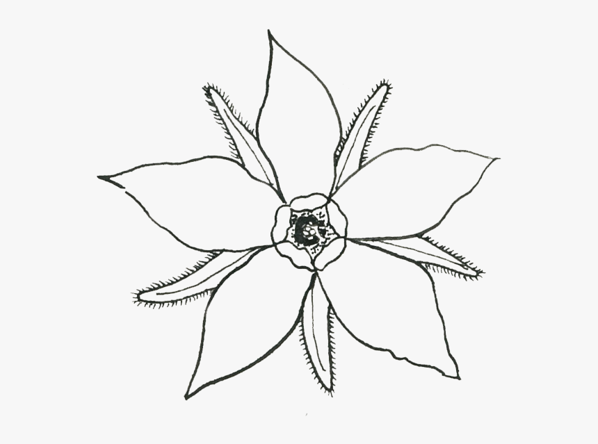 Borage, HD Png Download