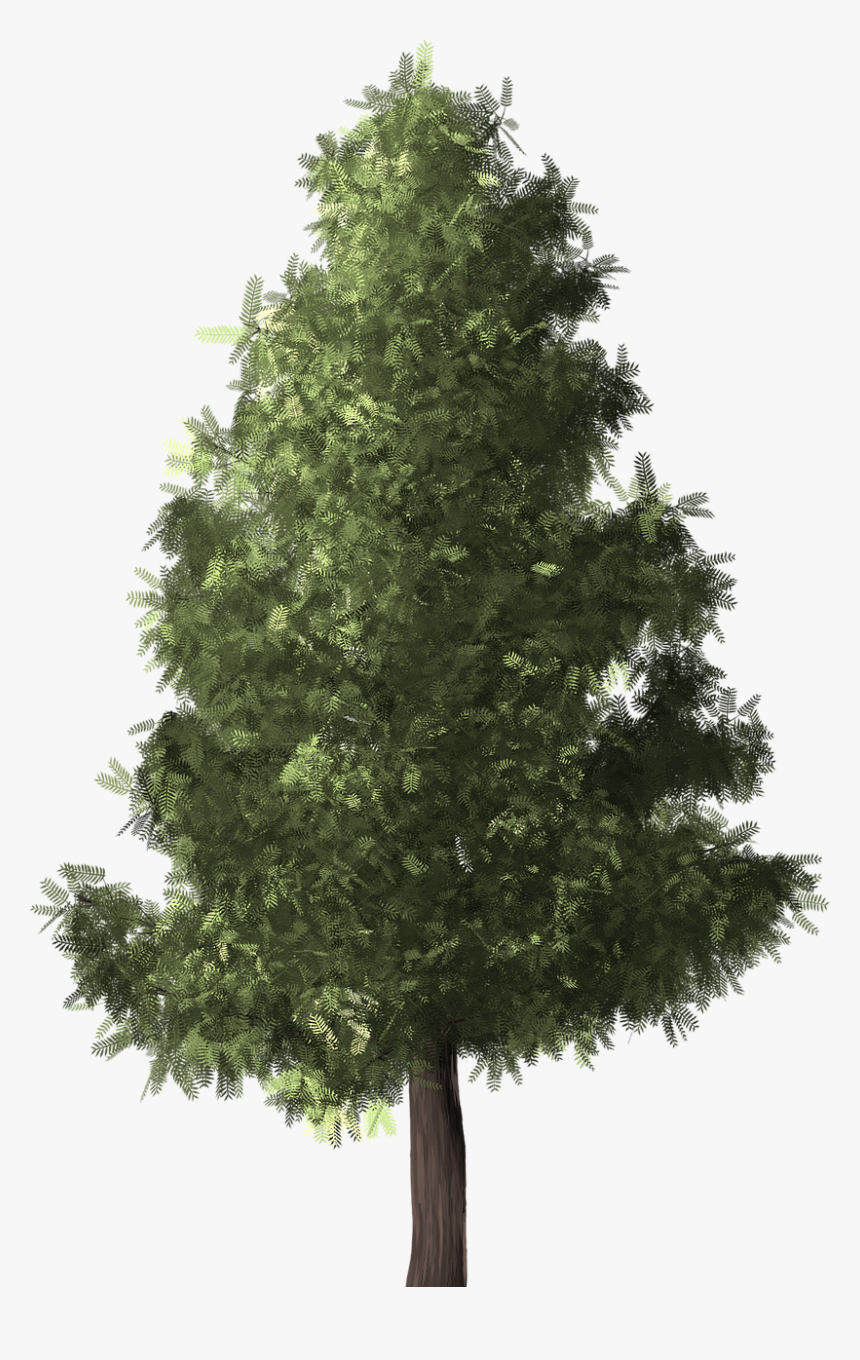 Tree,white Pine,shortleaf Black Spruce,yellow Fir,oregon, HD Png Download