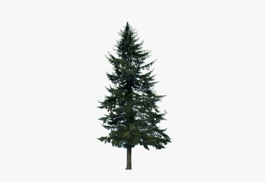 Cemara Png, Transparent Png