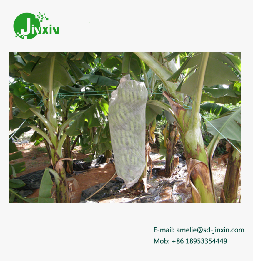 15g 1x2m Nonwoven Banana Bunch Cover With 4%uv Treatment, HD Png Download