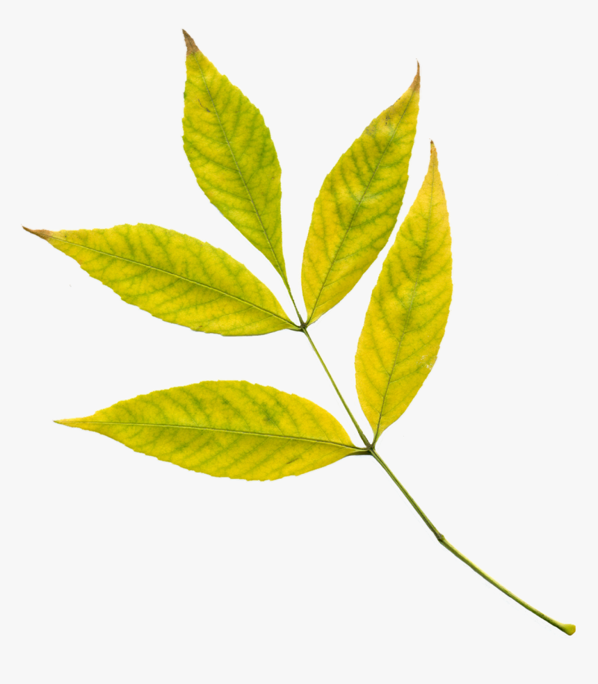 Yellow Leaf Png, Transparent Png