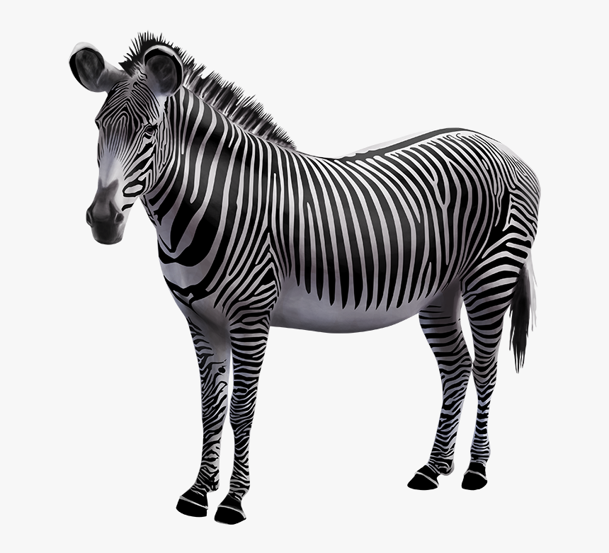 Zebra Photo Background, HD Png Download