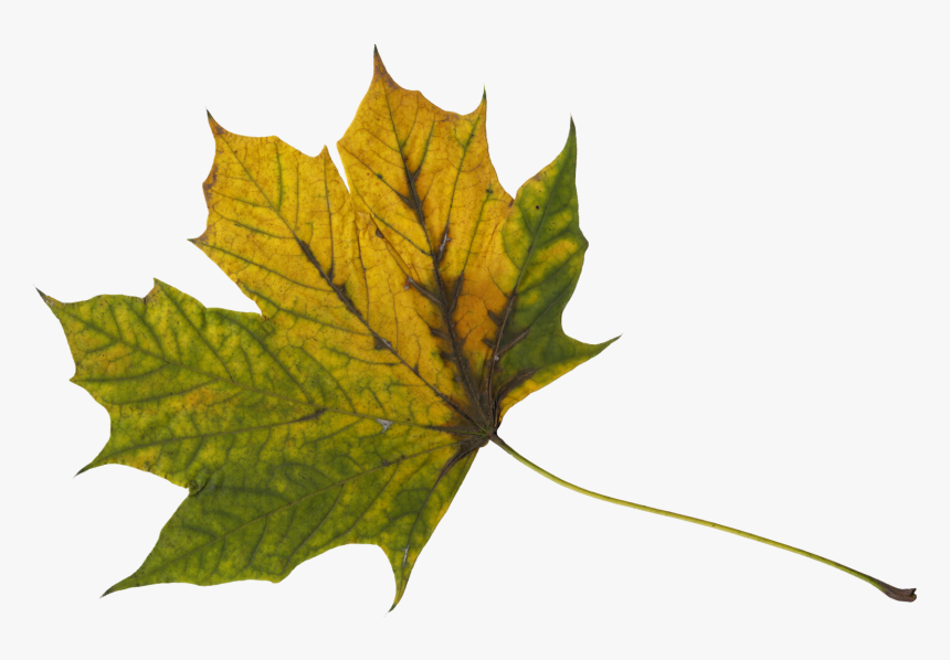Maple Leaf, HD Png Download