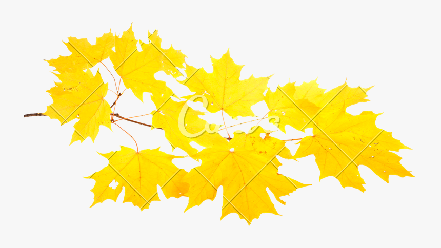 Clip Art Yellow Of A Sugar, HD Png Download