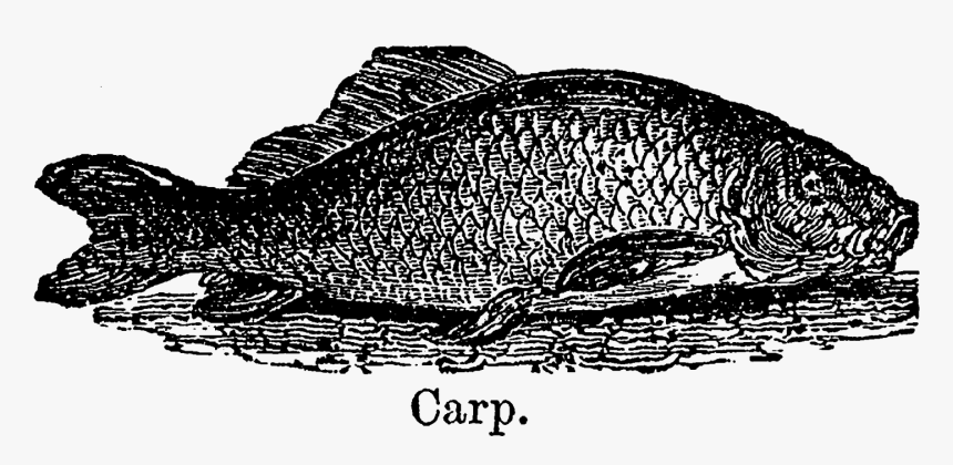 Fish Group Png, Transparent Png