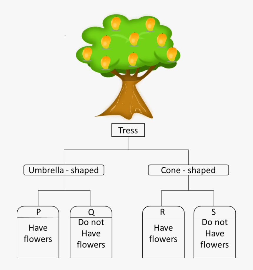 Look At The Picture Of The Tree, HD Png Download