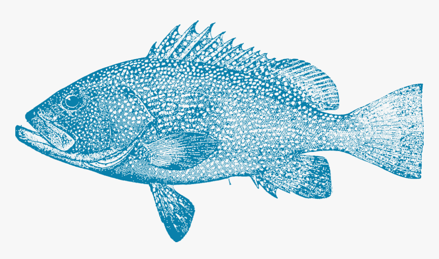 Fish Group Png, Transparent Png