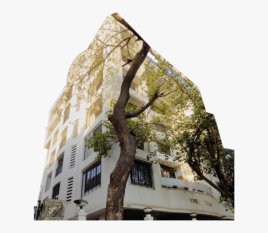 Gulmohar Tree Png, Transparent Png