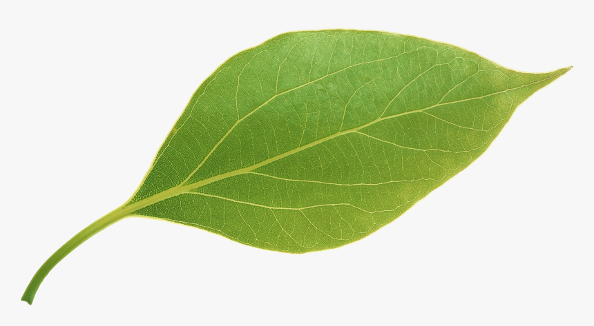 Apple Leaves,apple Leaves Png Download, Transparent Png