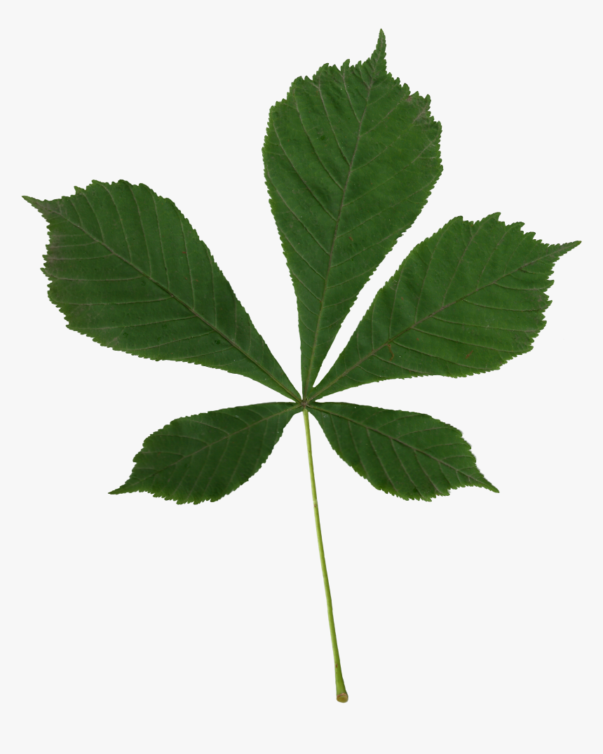 Aesculus Hippocastanum Scanned Leaf, HD Png Download