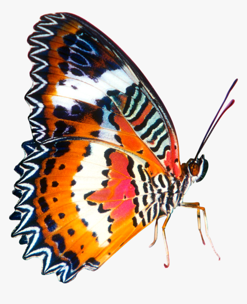 Butterfly Png Image, Transparent Png
