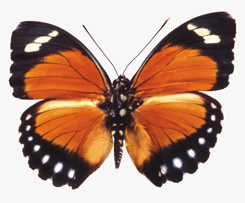 Butterfly, HD Png Download