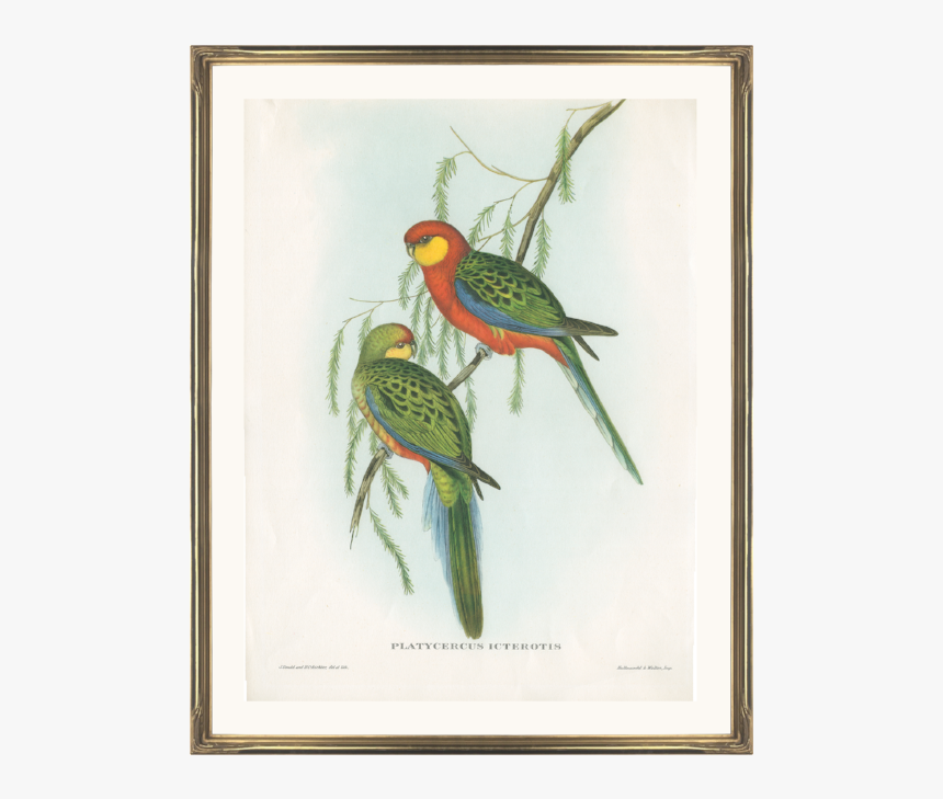 Green Parrot Png, Transparent Png
