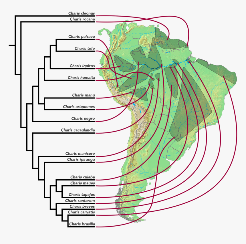 Area Cladogram Of Charis Butterflies, HD Png Download