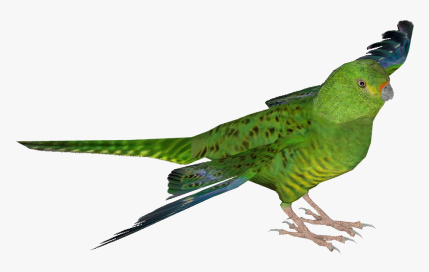 Green Parrot Png, Transparent Png