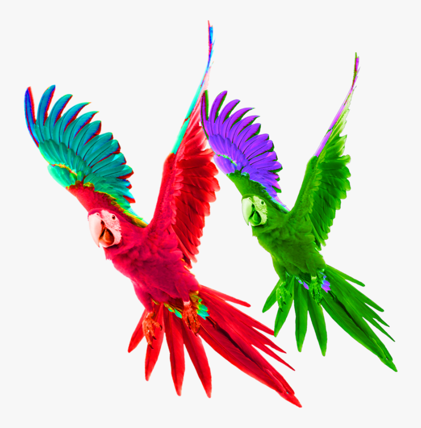 #mq #red #green #parrot #bird #birds, HD Png Download
