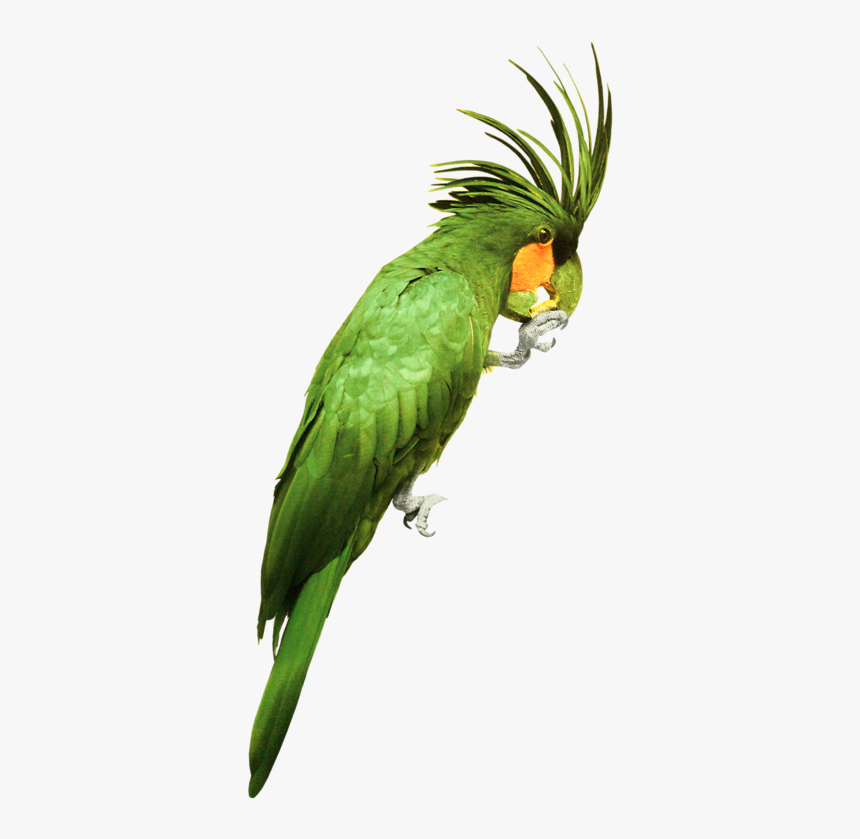Green Parrot Png, Transparent Png