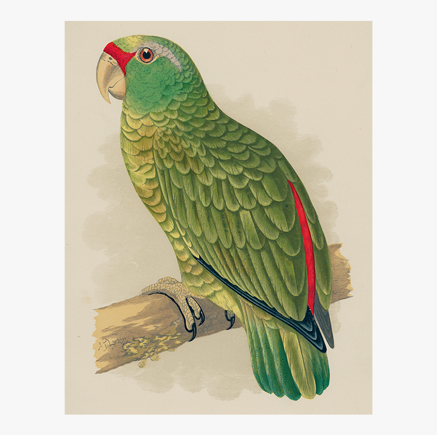 Green Parrot Png, Transparent Png