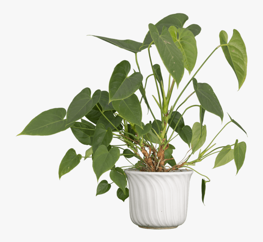 Free Png Nature Plants Png Images Transparent, Png Download