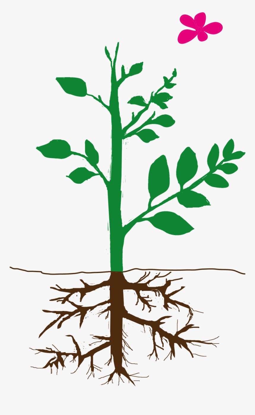 Part Png -parts Of Plants Png, Transparent Png, Png Download