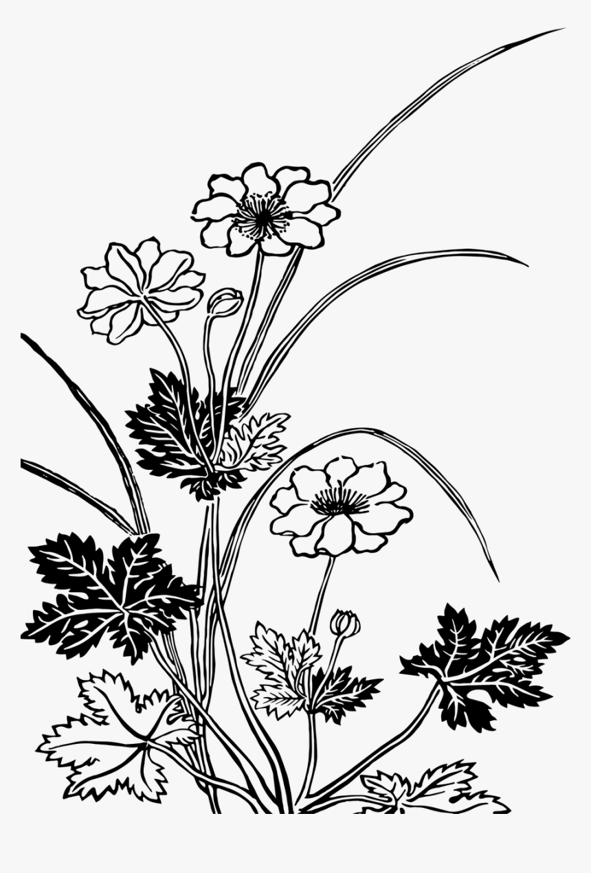 Plants.png, Transparent Png