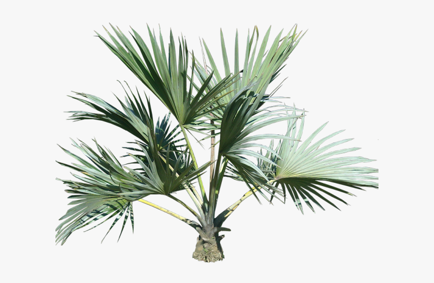Plants Png Transparent Images, Png Download