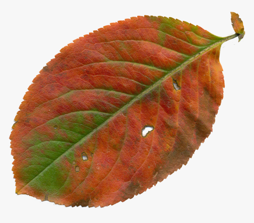 Nature Clipart Png, Transparent Png