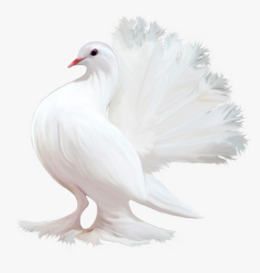 Pigeons Flying Png, Transparent Png