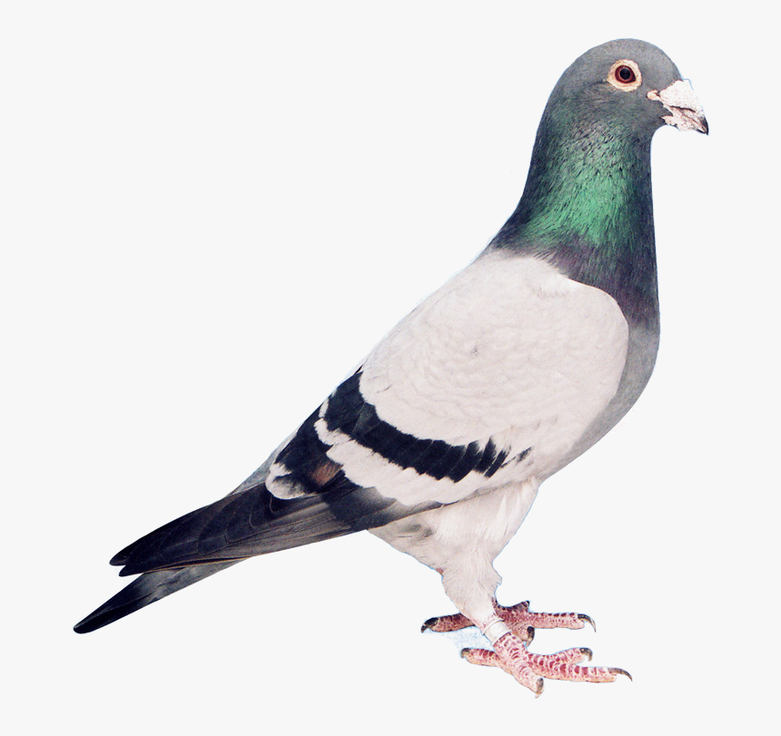 Pigeons Flying Png, Transparent Png