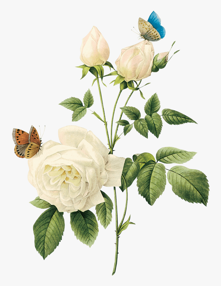 White-roses, HD Png Download