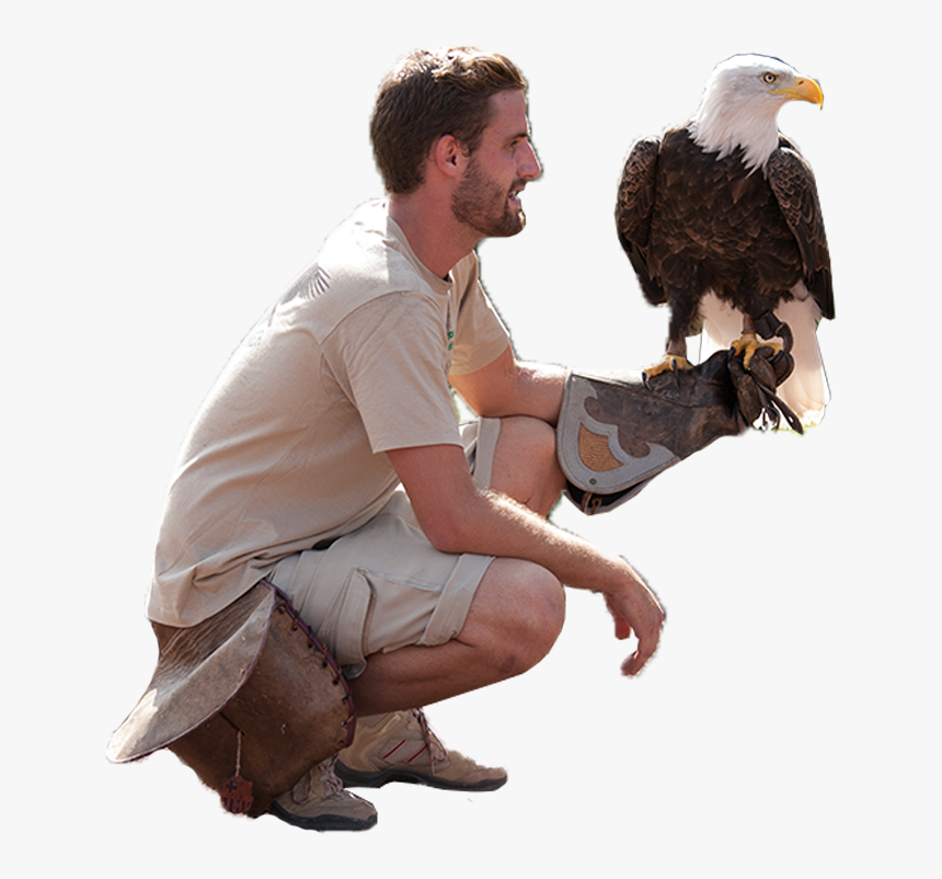 Eagle Sitting Png, Transparent Png