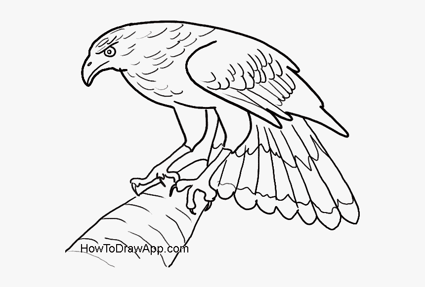 How To Draw An Eagle Easy, HD Png Download