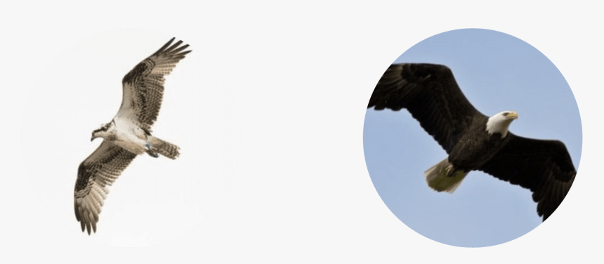 People Sometimes Confuse Ospreys With Eagles, But The, HD Png Download