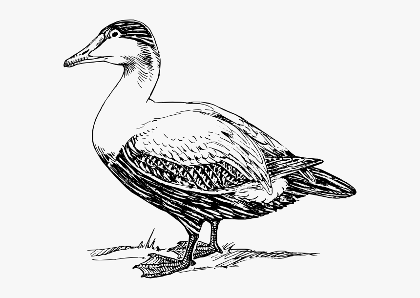 Transparent Duck Png, Png Download