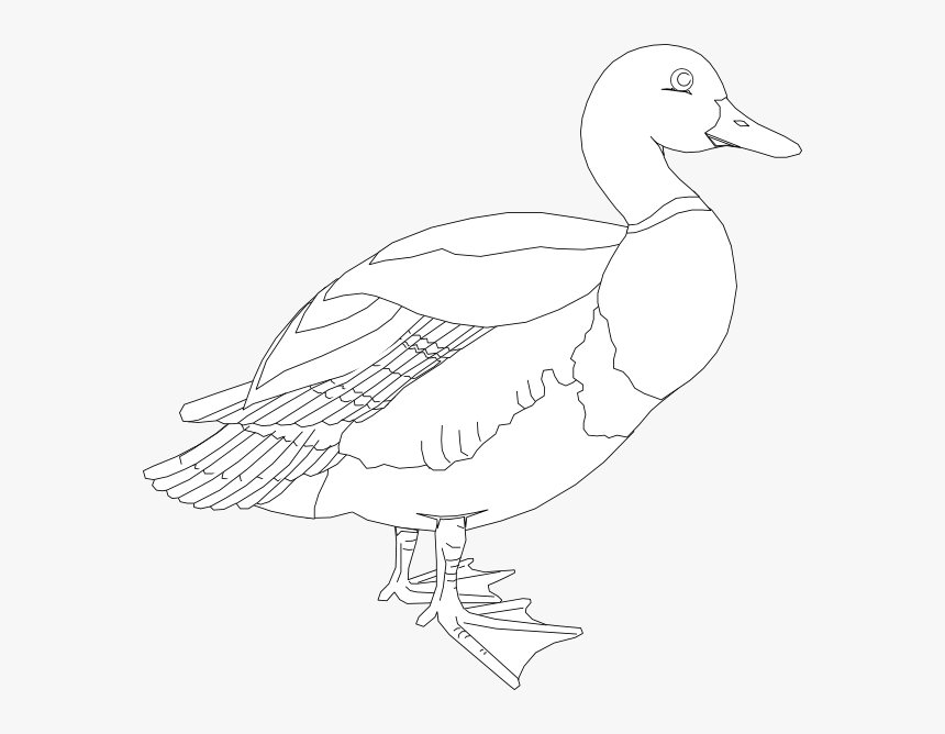 White Duck Png, Transparent Png