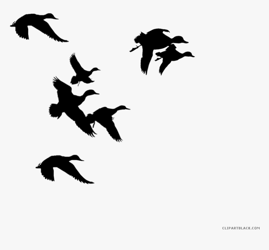Ducks Clipart Black And White, HD Png Download