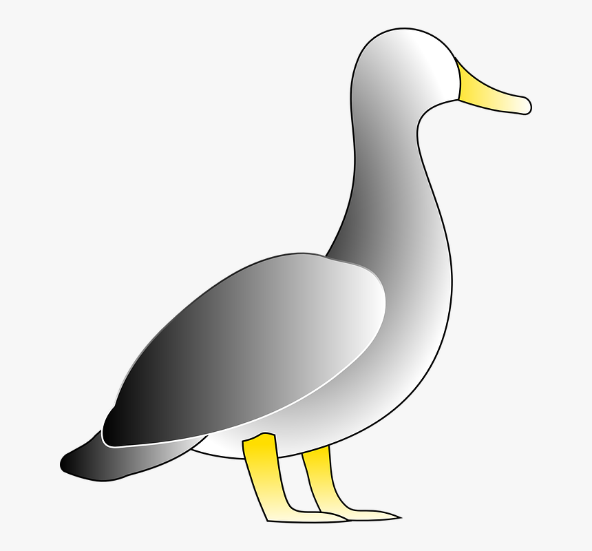Duck, Bird, White, Water, Fowl, HD Png Download