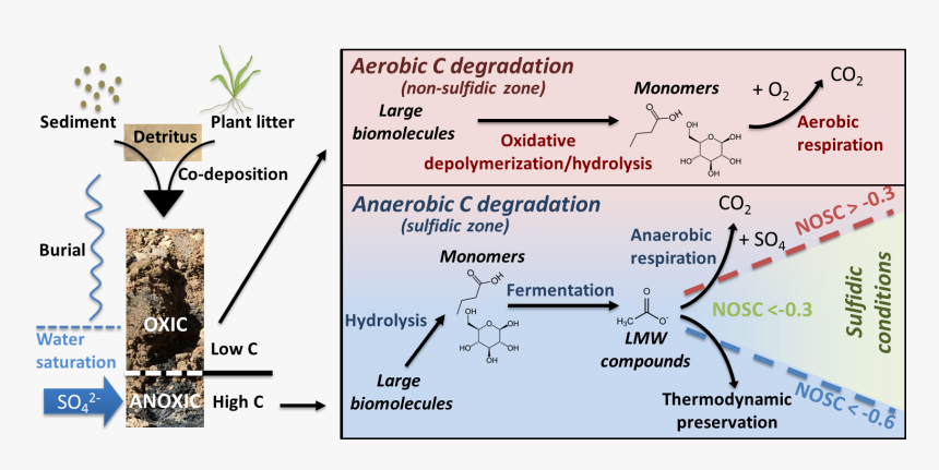 Bargar Png, Transparent Png