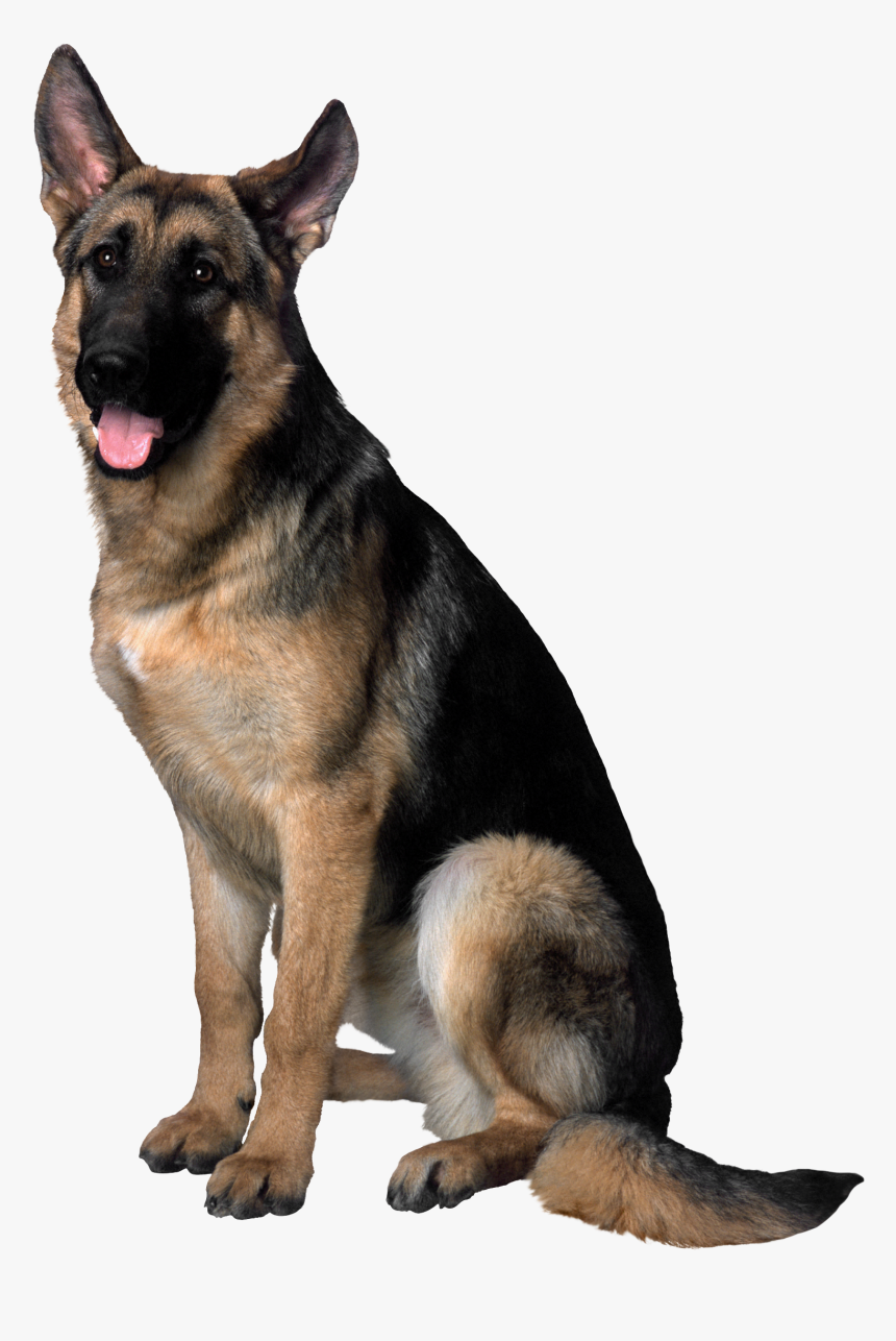 Dog Hd Image Free Png Clipart, Transparent Png