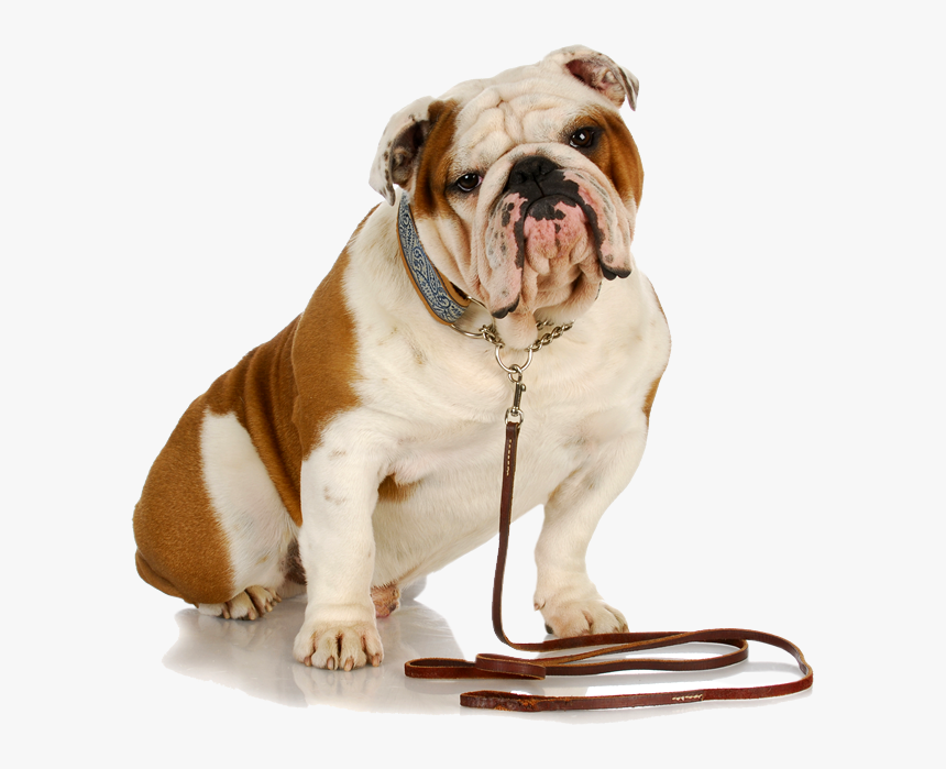 Transparent Bull Dog Png, Png Download