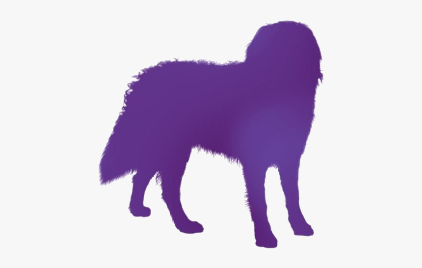Bernese Mountain Dog Png Transparent Images, Png Download