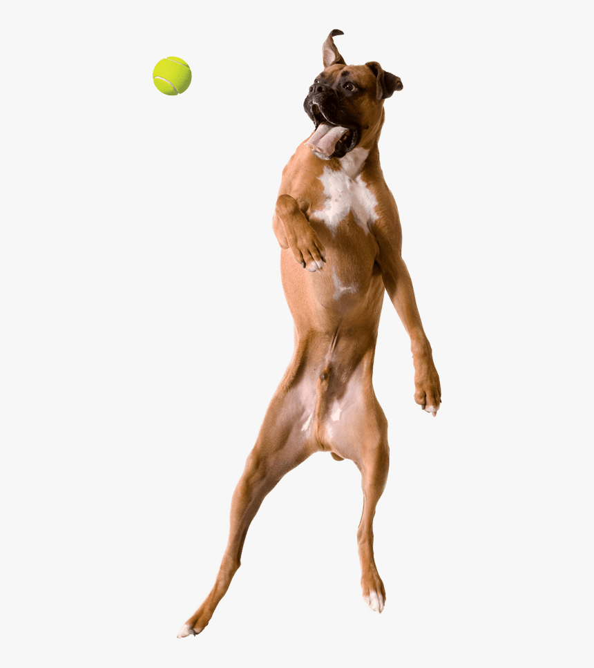 Jumping Dog Png, Transparent Png