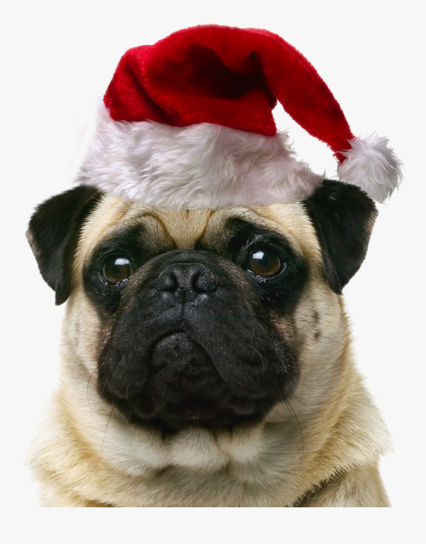 Pet Cat Dog Puppy Sitting Free Hd Image Clipart, HD Png Download