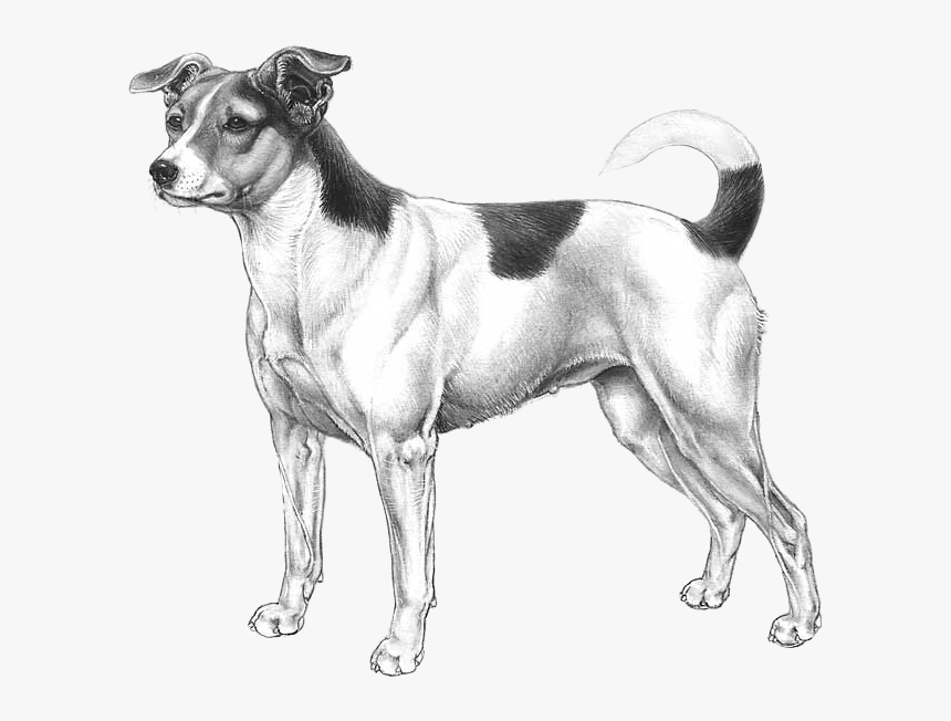 Transparent White Dog Png, Png Download