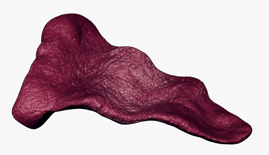 Long Tongue Png, Transparent Png